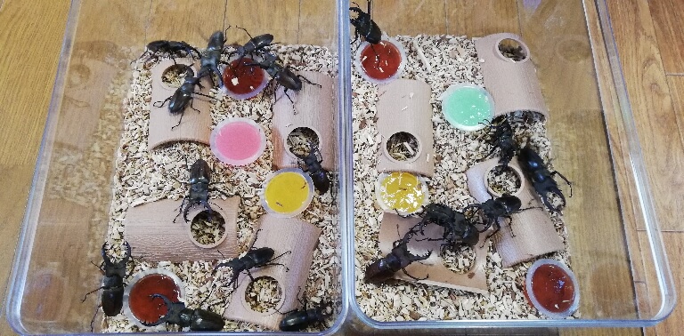 ミヤマクワガタの大群