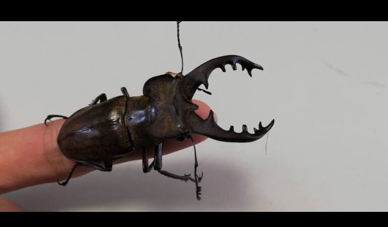 ミヤマクワガタ